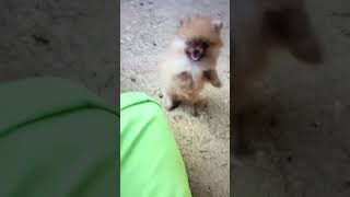 tiny pomeranian puppy barking sounds cute [upl. by Oirad229]