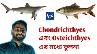 Difference between Chondrichthyes and Osteichthyes  কনড্রিকথিস ও অস্টিকথিস মধ্যে পার্থক্য [upl. by Ainot]