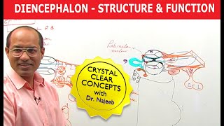 Diencephalon  Structure amp Function  Neuroanatomy [upl. by Niboc82]