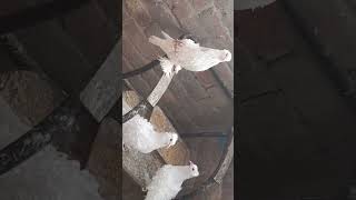 frillback pigeons breeder pair for sale in lahore [upl. by Loree]