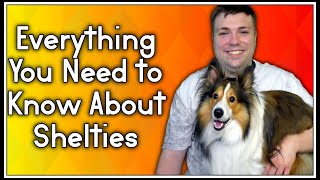 Everything You Need To Know About Shelties Shetland Sheep Dog MumblesVideos [upl. by Seel]