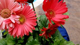 Gerber Daisies How to Grow  Plant Spotlight [upl. by Ardnasak]