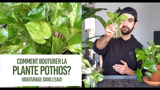 Comment bouturer la plante Pothos Conseils pour un bouturage TRÈS FACILE dans leau [upl. by Myrlene]