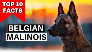 Malinois  Top 10 Facts [upl. by Htehpaj]