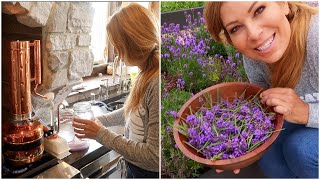 How to Make Essential Oils from the Garden  Harvesting amp Distilling Lavender [upl. by Mattie]