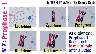 Prophase 1  Leptotene Zygotene Pachytene Diplotene and Diakinesis  Stages of Prophase 1 [upl. by Lemay]