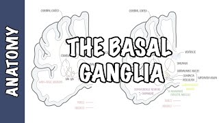 The Basal Ganglia Clinical Anatomy [upl. by Ladnek]