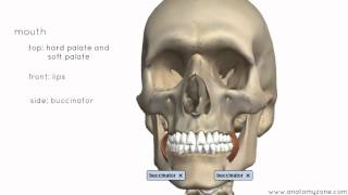 Introduction to the Digestive System Part 1  Mouth and Pharynx  3D Anatomy Tutorial [upl. by Jaymee926]