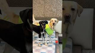 My Dogs Playing HideampSeek ❤️🐾 doglover ytshorts dogshorts minivlog pets [upl. by Latyrc]