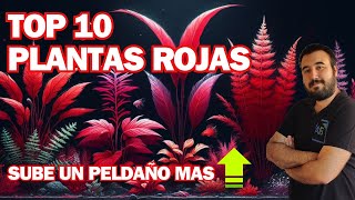 Las 10 MEJORES PLANTAS ROJAS para TU ACUARIO [upl. by Noslien]