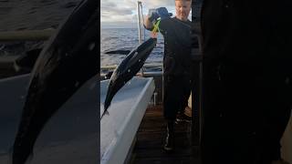 Albacore Tuna Fishing THE MORNING BITE yakventures albacore tuna [upl. by Adran]