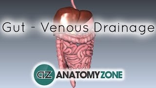 Blood Supply to the Gut Introduction  Part 2 Venous DrainagePortal System [upl. by Romilda]