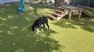 Miroku A910432 austinanimalcenter labradorretriever [upl. by Aibara]