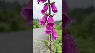 Whats Inside A Foxglove  4K  Nature  Beauty [upl. by Rivi449]