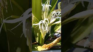 Crinum asiaticum Giant Spider Lilly 🌾 nature flowers vlog [upl. by Dumanian]