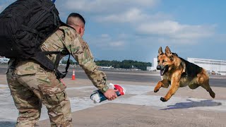 Most Heartwarming Dog Reunions with Their Owners That Will Touch Your Heart ❤️ [upl. by Dnomayd]