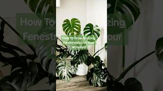 Monstera Fenestrations Yes Please How To Get Your Monstera To Fenestrate houseplants shorts [upl. by Lauro992]