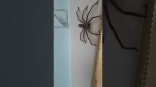 Huntsman Spider Australia [upl. by Laet569]