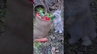 Rabbit eating video  rabbit spelling  shorts shortsfeed rabbitlover bunny baby animals [upl. by Hollenbeck123]