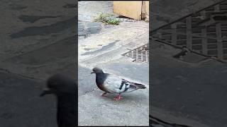 Pigeon Staunch鸽坚强travel shorts [upl. by Bannister122]