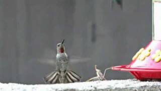 Mantide Religiosa attacca Colibrì al volo  moviola fantastica [upl. by Orelle]