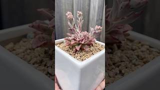 Echeveria Fantastic Fountain echeveria succulent plants succulentflowers succulentobsession [upl. by Reeher745]