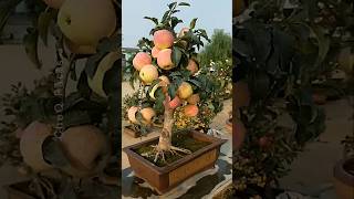 How to Grow Apple at Home Using New Technique 🍎 plants shorts farming [upl. by Anazraf]