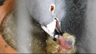 how pigeons feed a newborn pigeon [upl. by Ekusoyr]