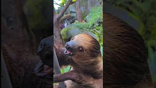 SLOTH IS WALKING AND LEMUR DOESNT LIKE IT 4K [upl. by Dihgirb]