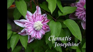 Clematis Josephine [upl. by Mollie]