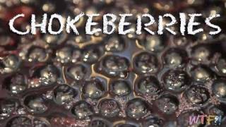 What Are Chokeberries  Chokeberry Pineapple Gelatin [upl. by Virginia]