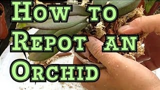 Phalaenopsis ROOT ROT amp REPOT Pt 2 How to REPOT a Phalaenopsis Orchid [upl. by Nodnek]