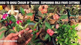 Grow Crown of ThornsEuphorbia Milii From Cuttings Fast N Easy [upl. by Lj455]