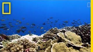 Rising Ocean Temperatures are quotCookingquot Coral Reefs  National Geographic [upl. by Jarrett]