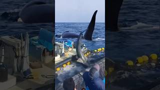 shark ocean whale fish dolphin shortsviral nature yearofyou epic wildlifephotography [upl. by Oigroig]