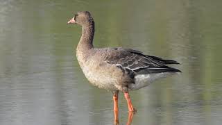 白額雁 Greater White fronted Goose R2 [upl. by Ativet]