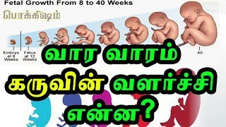 வார வாரம் கருவின் வளர்ச்சி என்ன  Fetal development week by week  Tamil Pokkisham [upl. by Earb779]