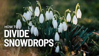 Quick Guide How to Divide Snowdrops  Perennial Garden [upl. by Seerdi]