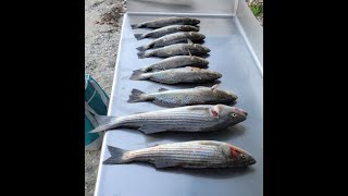 Fishing Surry County James River Catching Trout and Striper [upl. by Lamhaj]