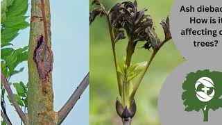 What is ash dieback and how is it affecting our trees [upl. by Attenaj]