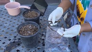 How To Grow Bocking 14 Comfrey Root Cuttings In Containers Inside During Winter comfrey [upl. by Brock109]