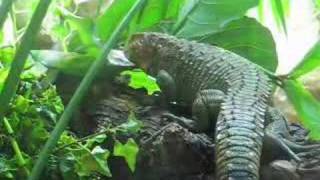 Caiman lizard  Dracaena guianensis [upl. by Adli]