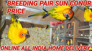 Sun Conure Breeding Pair Price  Sun Conure PRICE  Birds price update  online birds home delivery [upl. by Kieryt]