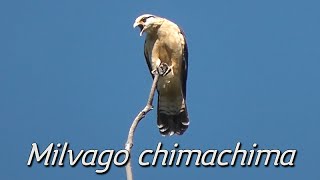 Canto do gavião carrapateiro Milvago chimachima [upl. by Gunzburg]