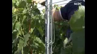 SCDC VIGNE  ECARTEUR POUR PIQUET METAL [upl. by Avir847]