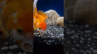 🐡🪩 music goldfish aquarium fish oranda fishaquarium fishtank relaxing fishkeeping shorts [upl. by Renba]