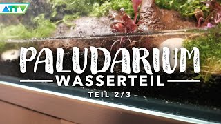 🦎WASSERTEIL im Paludarium neu einrichten [upl. by Dahsra]