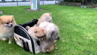 These Swiss Pomeranian Zwergspitz Welpen are the Cutest Puppies Youll Ever See [upl. by Rialb]