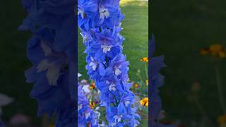 Delphinium elatum😍 delphinium flowers flowergarden flower [upl. by Nwahc615]