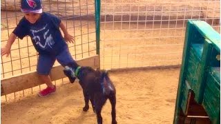 GOAT CHASES DEION camel farm vlog 111916 [upl. by Nic]